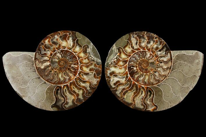 Agatized Ammonite Fossil - Madagascar #122406